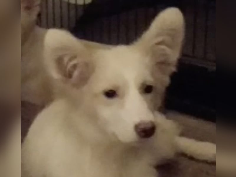 ⭐️NANUK⭐️, mutiges Hundekind, 4 Monate, Welpe, 35 cm, Mischling, Tierschutz Rumänien