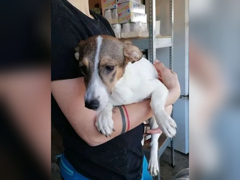 ⭐️MOLLY⭐️, Hündin, 3 Jahre, 27 cm, Mischling, Tierschutz