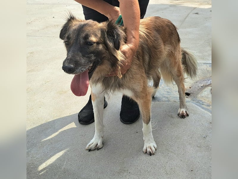 Die hübsche Roxi würde Rumänien so gerne verlassen