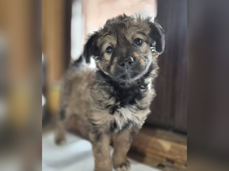 Welpenmädchen 273763 möchte gerne bei DIR einziehen!