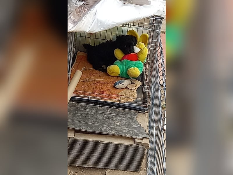 Lucky - kleiner Rüde sucht liebevolles Zuhause