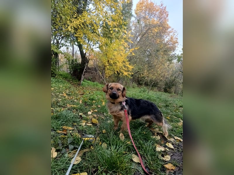 Milly Tierschutzhund sucht ein Zuhause