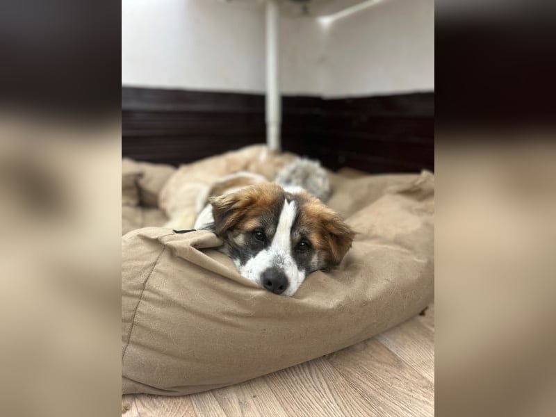 TOC, süßer, kleiner Kerl, Rüde, 2 Jahre, 35 cm, Mischling, Tierschutz