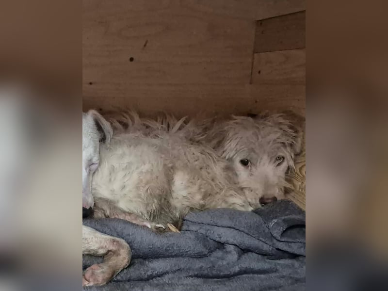 ⭐️LUMA⭐️, Hündin, 1 Jahr, 40 cm, Mischling, Tierschutz