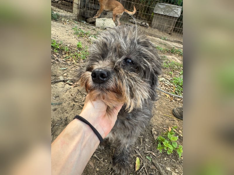 Picúr sucht ein Zuhause voller Liebe