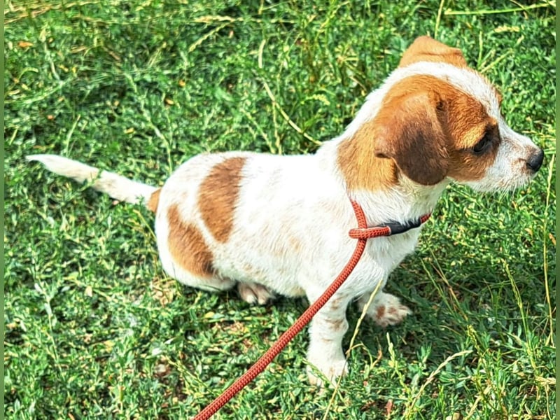Die kleine Lilou kann bald in Hessen besucht werden