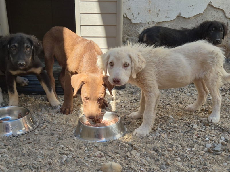 ⭐️DEXI⭐️, liebevolles Hundekind, Hündin, 6 Monate, im Wachstum, Mischling, Tierschutz