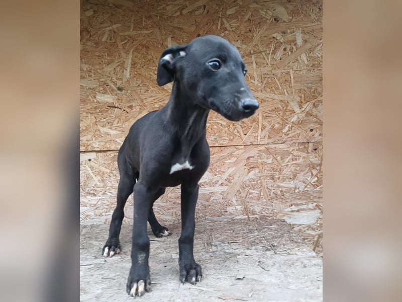 Suki Tierschutzhund sucht  ein Zuhause