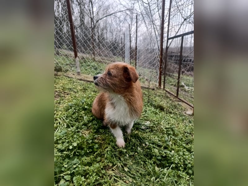 Kaya Tierschutzhund sucht ein Zuhause