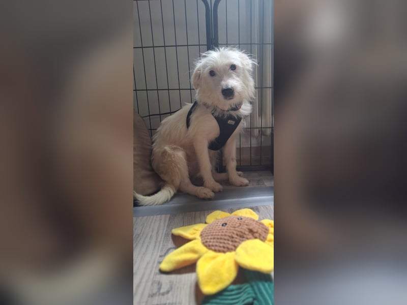 NISSI, verspielte Schmusemaus, 7 Monate, 34 cm, Mischling, Tierschutz, Pflegestelle 53773