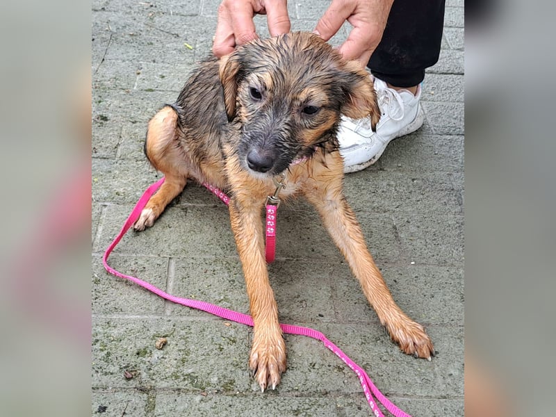 Welpen Mädel Kylo 38cm, möchte Rumänien ganz schnell verlassen