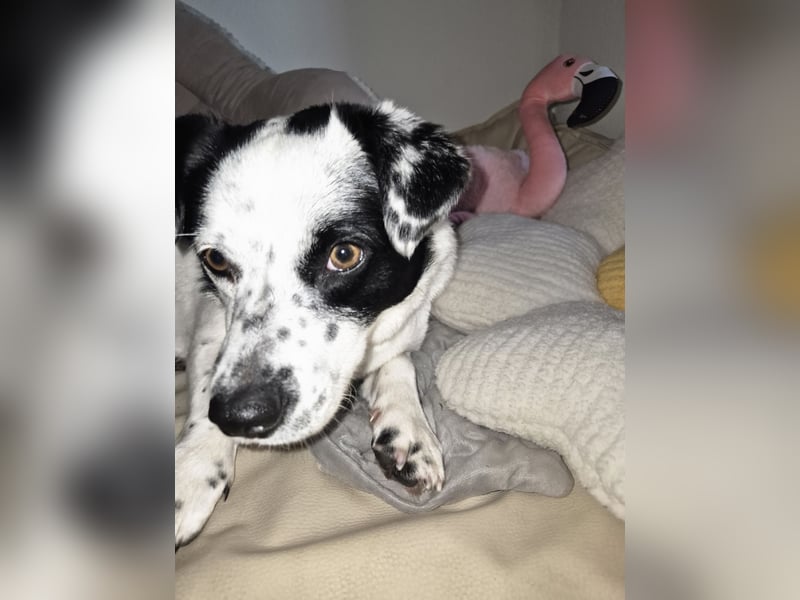 Daisy sucht ihre Herzensmenschen