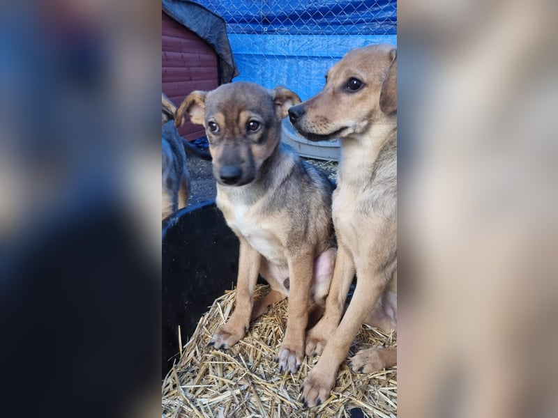 ⭐️ERICH⭐️, Kuschelkerl, Welpe, 6 Monate, im Wachstum, Mischling, Tierschutz