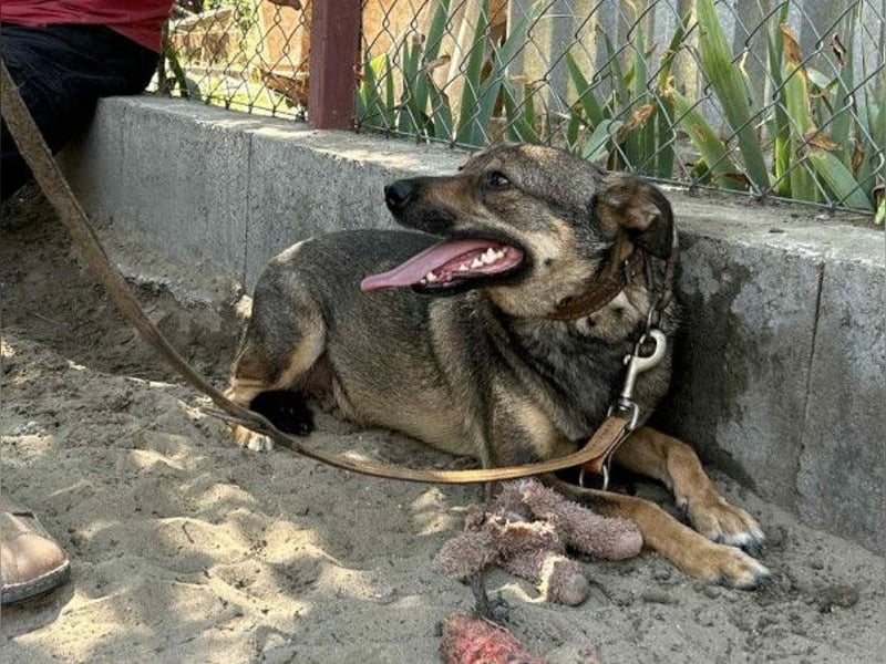 Poppy - Verdient endlich ein liebendes Zuhause!