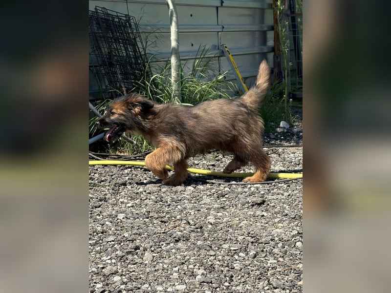 URSULET, niedlicher Welpe, 4 Monate, 25 cm, Pflegestelle Düsseldorf, Tierschutz Rumänien