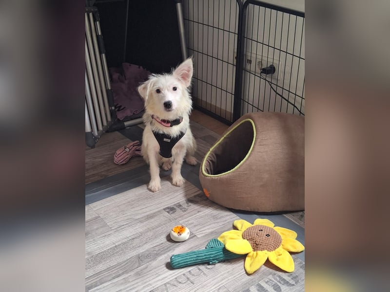 NISSI, verspielte Schmusemaus, 7 Monate, 34 cm, Mischling, Tierschutz, Pflegestelle 53773