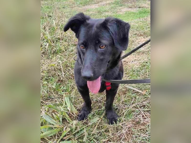 ⭐️MARIUCA⭐️, witzige, kleine Hündin, 3 Jahre, 37 cm, Mischling, Tierschutz Rumänien