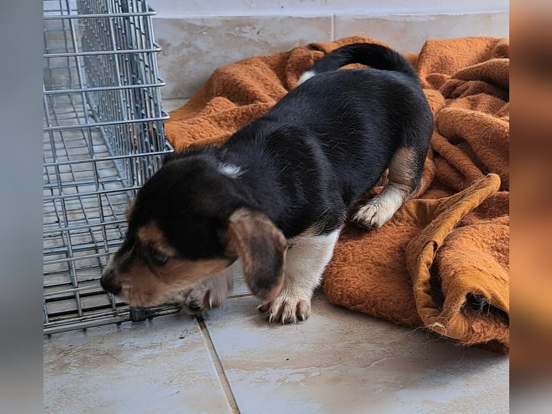 Yuki - kleiner Mann auf der Suche nach seinem Glück