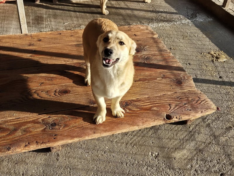 Hündin Eyla sucht ihre Menschen