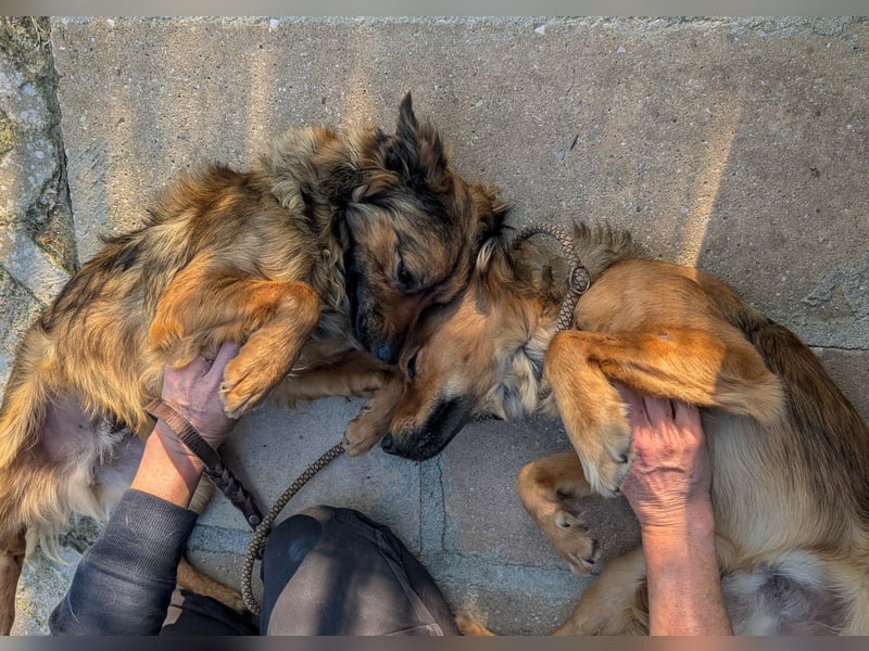 Zauberhafter Joka wartet in Portugal auf unserem Tierschutzhof!