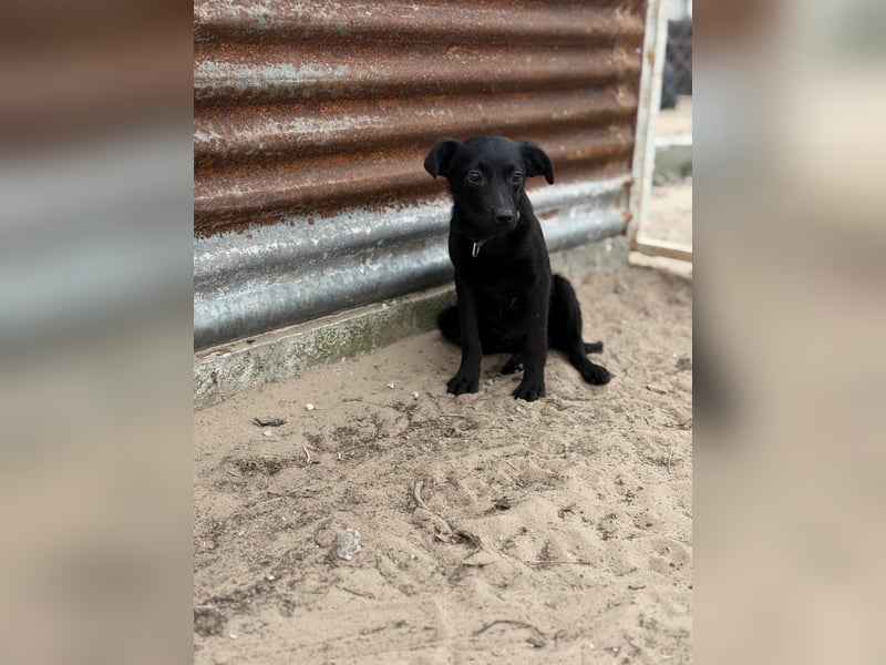 Esma – ein Herz auf vier Pfoten