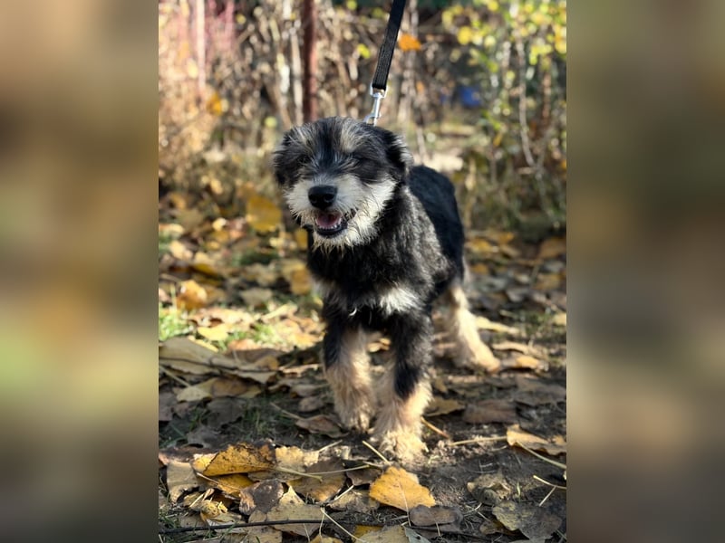 Filip - Bezaubernder Bube sucht Zuhause