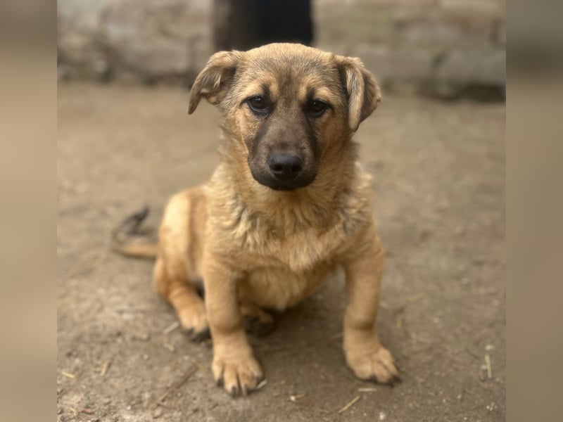 ⭐️Phaja⭐️, reizendes Mini-Mädchen, Welpe, 8 Monate, 31 cm, Mischling, Tierschutz