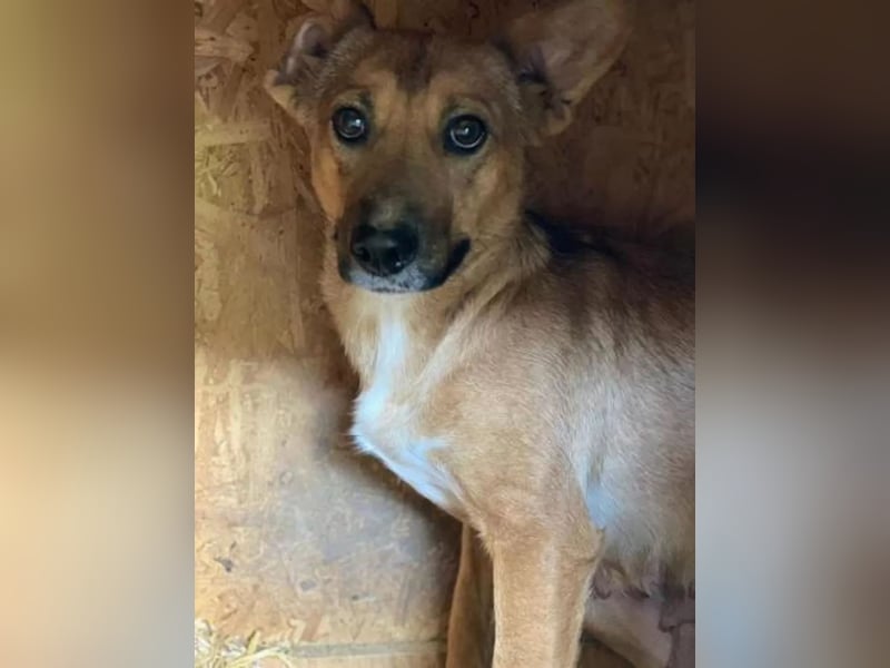 Nayana Tierschutzhund sucht ein Zuhause