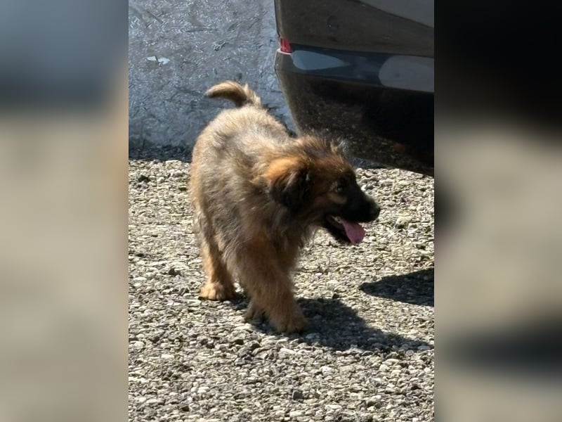 URSULET, niedlicher Welpe, 4 Monate, 25 cm, Pflegestelle Düsseldorf, Tierschutz Rumänien