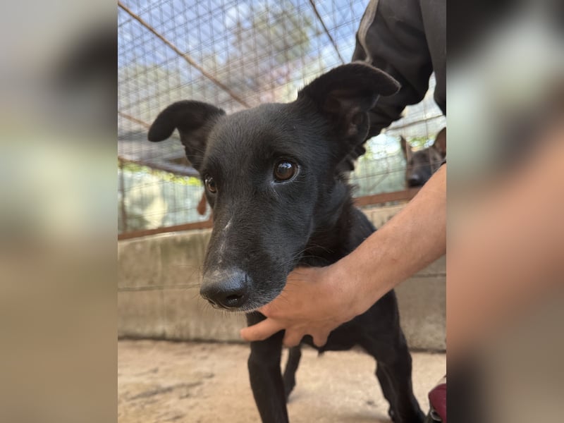 Majka, zarter, lieber Hundemann