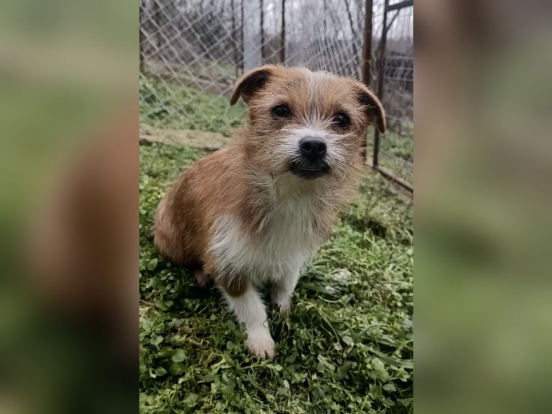 Kaya Tierschutzhund sucht ein Zuhause