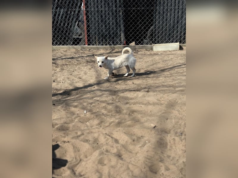 Bibe sucht ein Herz, das sie liebt