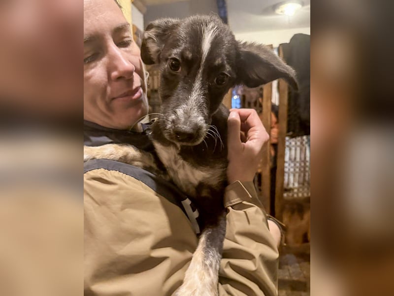 UTAX, aufgeweckter kleiner Entdecker, 4 Monate, 35 cm, Mischling, Tierschutz Rumänien