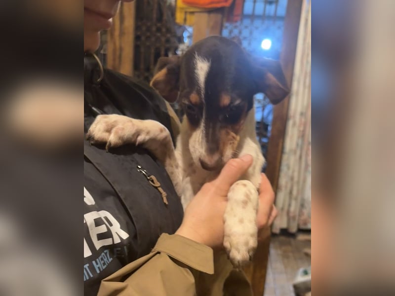 Illana, Lebensfrohe Hündin, ca. 4 Monate, ca. 33cm, Mischling, Tierschutz Rumänien