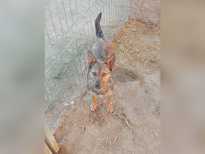 ⭐️ Alexa⭐️, liebevolles Hundekind, 10 Monate, 36 cm, Mischling, Tierschutz