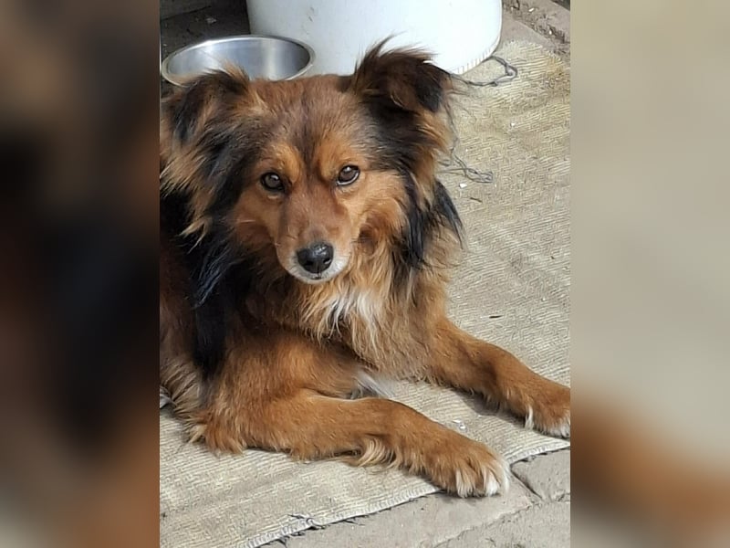 Monty, sein Herrchen verstarb , nun sucht er in Deutschland ein neues Zuhause....