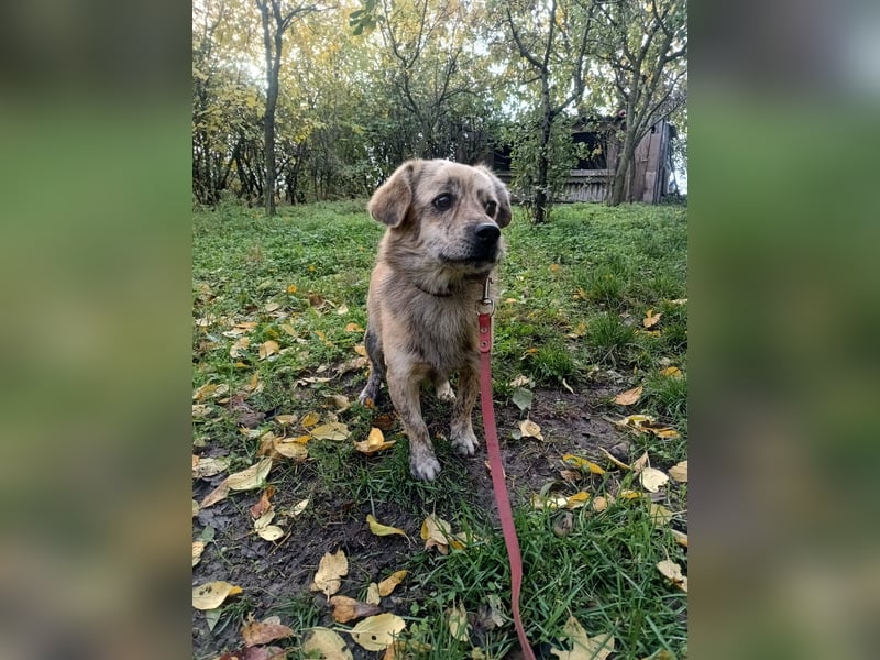 Mirko Tierschutzhund sucht ein Zuhause