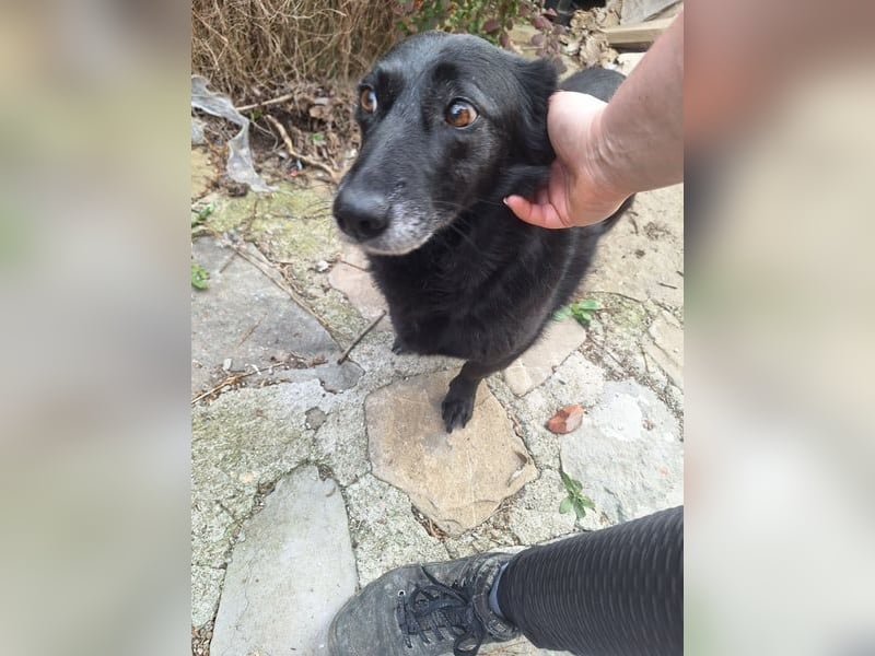 TITA, liebevolle Hunde-Lady, fast 10 Jahre, 42 cm, Mischling, Tierschutz Rumänien