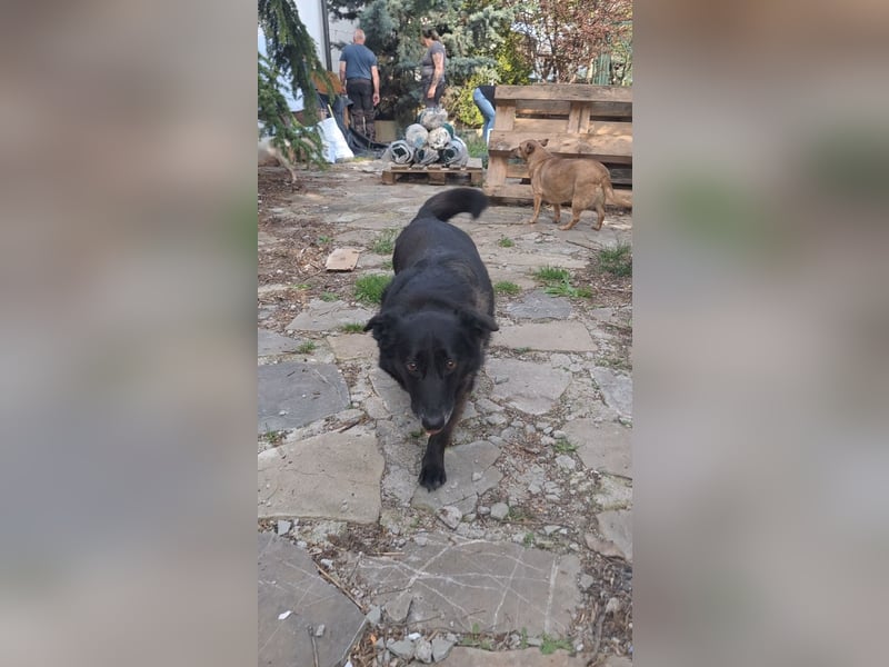 TITA, liebevolle Hunde-Lady, fast 10 Jahre, 42 cm, Mischling, Tierschutz Rumänien