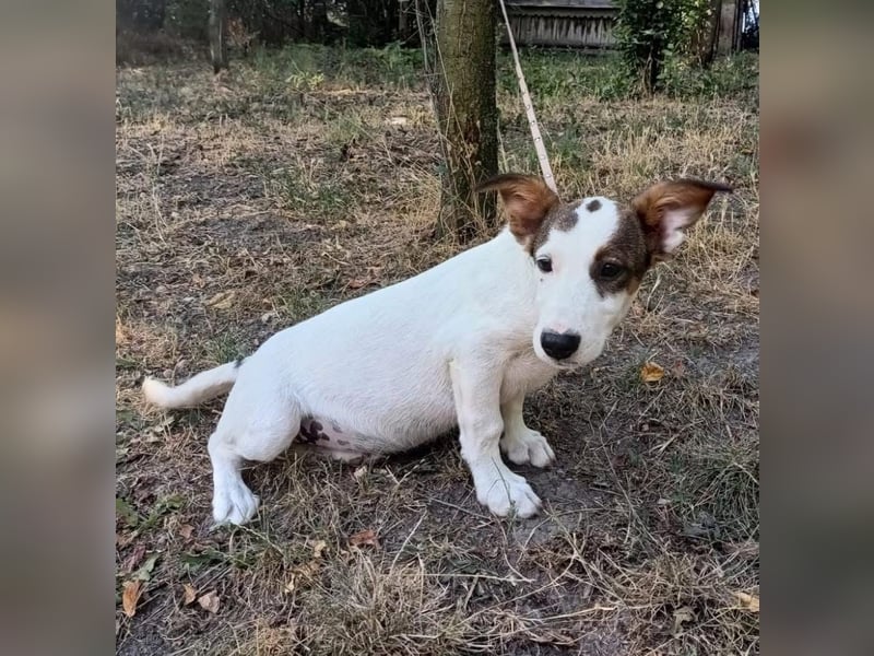 Lumi Tierschutzhund sucht ein Zuhause