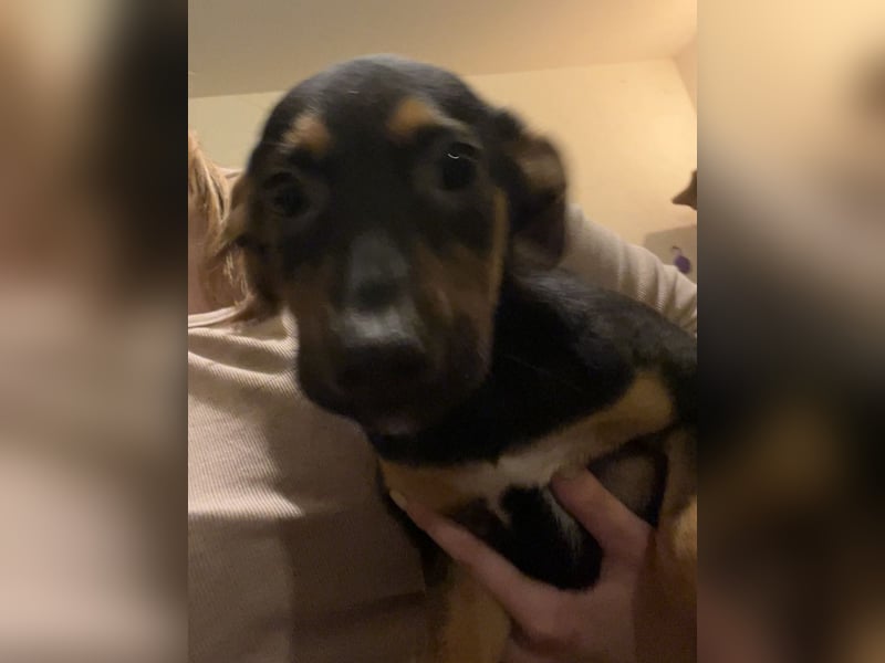 ⭐️BILL⭐️, Rüde, 6 Monate, 32 cm, Mischling, Tierschutz