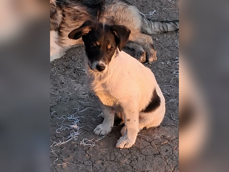 Vidar, kleiner Hundemann sucht sein Körbchen
