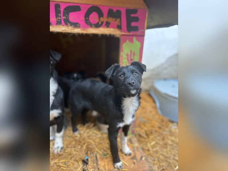 SCHNUCKI, lebensfrohe kleine Entdeckerin, Hündin, 6 Monate, 36 cm, Mischling, Tierschutz