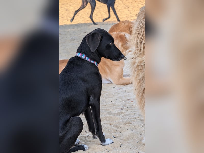 Zauberhafte Sophie wartet in Portugal auf unserem Tierschutzhof!