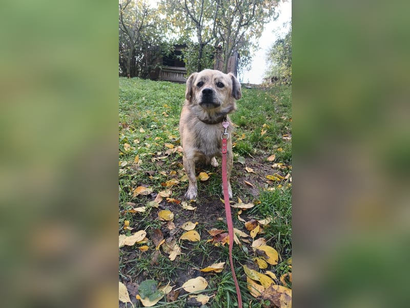 Mirko Tierschutzhund sucht ein Zuhause