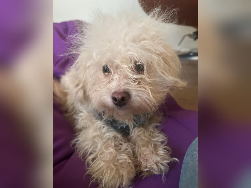 ⭐️SMARTIE⭐️, Rüde, 1,5 Jahre, 30 cm, Mischling, Tierschutz, auf Pflegestelle in DE