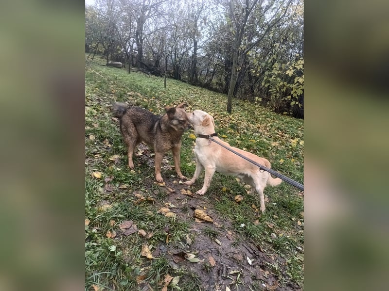 Billy Tierschutzhund sucht ein Zuhause