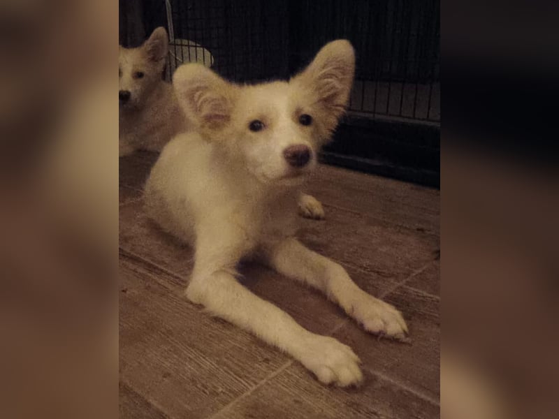 ⭐️NANUK⭐️, mutiges Hundekind, 4 Monate, Welpe, 35 cm, Mischling, Tierschutz Rumänien