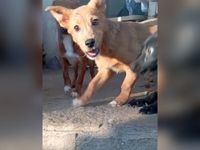 ⭐️GOLIATH⭐️, Mini-Rüde, 3 Jahre, 30 cm, Mischling, Tierschutz