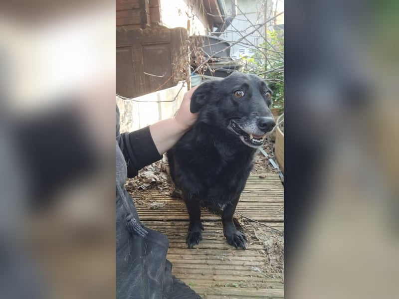 TITA, liebevolle Hunde-Lady, fast 10 Jahre, 42 cm, Mischling, Tierschutz Rumänien